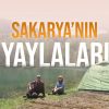 Sakarya’nın Yaylaları