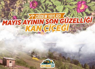 Mayıs Ayının Son Güzelliği Kan Çiçeği