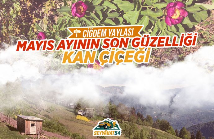 Mayıs Ayının Son Güzelliği Kan Çiçeği