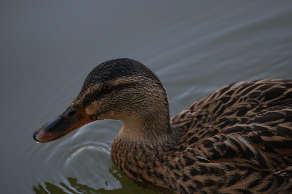 yesilbas-ordek-evcil